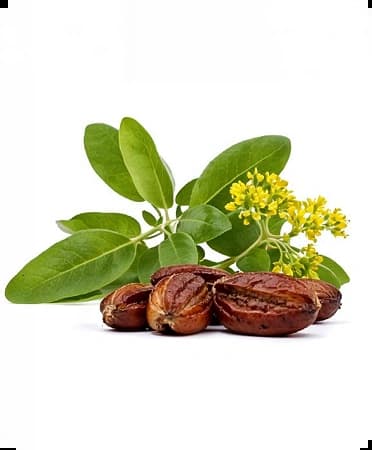 Simmondsia Chinensis (Jojoba) Seed Oil
