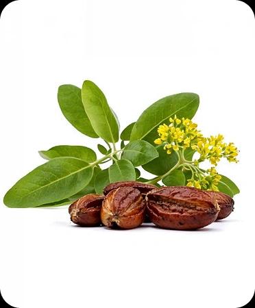 Simmondsia Chinensis (Jojoba) Seed Oil
