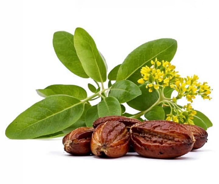 Simmondsia Chinensis Seed Oil